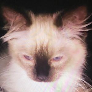 Meet your Posher, Arabella